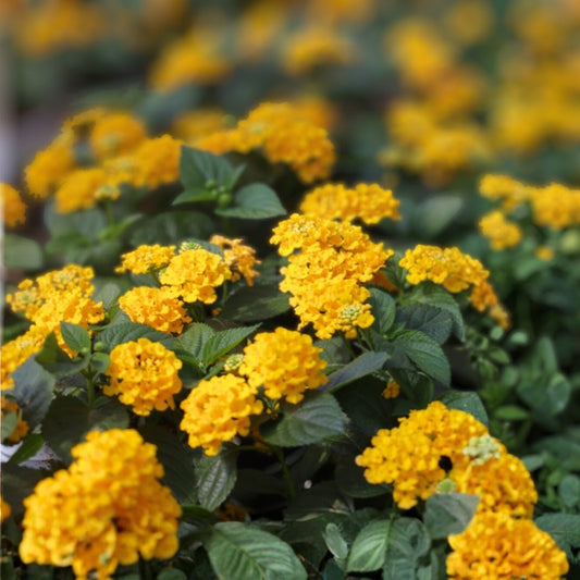 Colorful Yellow Lantana Plant in 6 in Pot - Hardy Ornamental Shrub for Garden & Landscape Decor - Lantana camara
