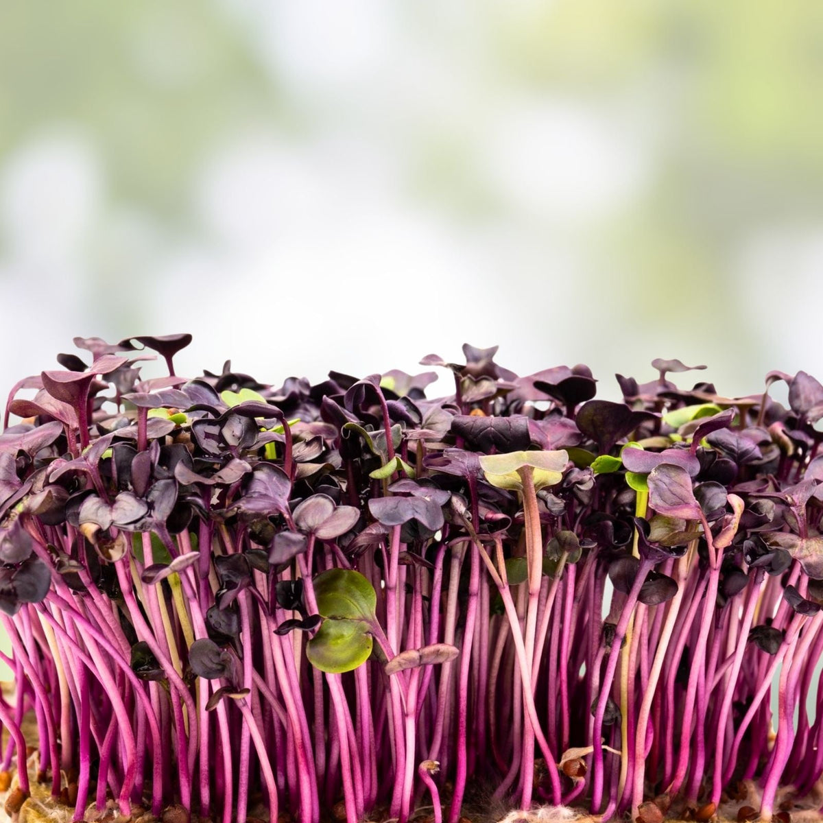 Rambo Radish Microgreen Seeds 2oz Packet Brassica Rapa Sprouting Seeds for Microgreens and Gardening