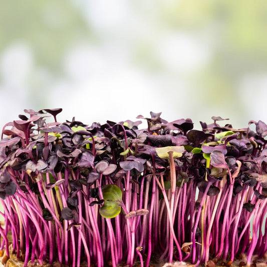 Rambo Radish Microgreen Seeds 2oz Packet Brassica Rapa Sprouting Seeds for Microgreens and Gardening