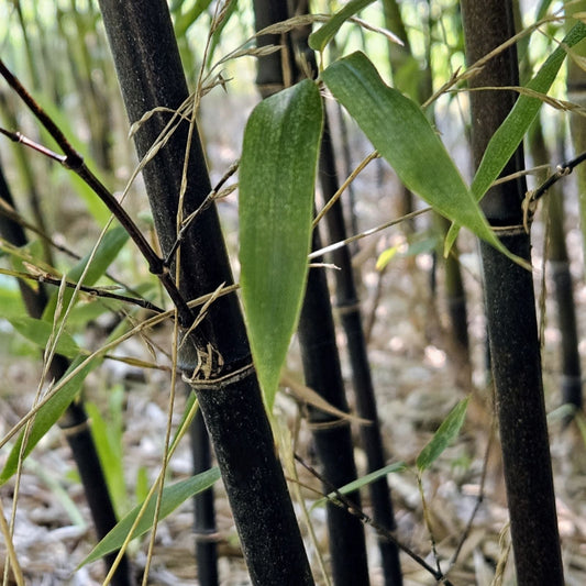 Black Bamboo Seeds - 50+ Pack - Cold Resistant Bamboo for Bonsai, Garden, Home Decoration - Phyllostachys nigra