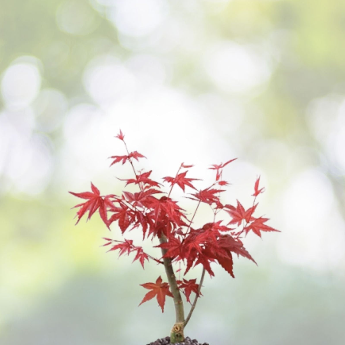 American Red Maple Tree 2' Sapling Live Plant, Acer Rubrum, Ornamental Shade Tree with Vibrant Fall Colors