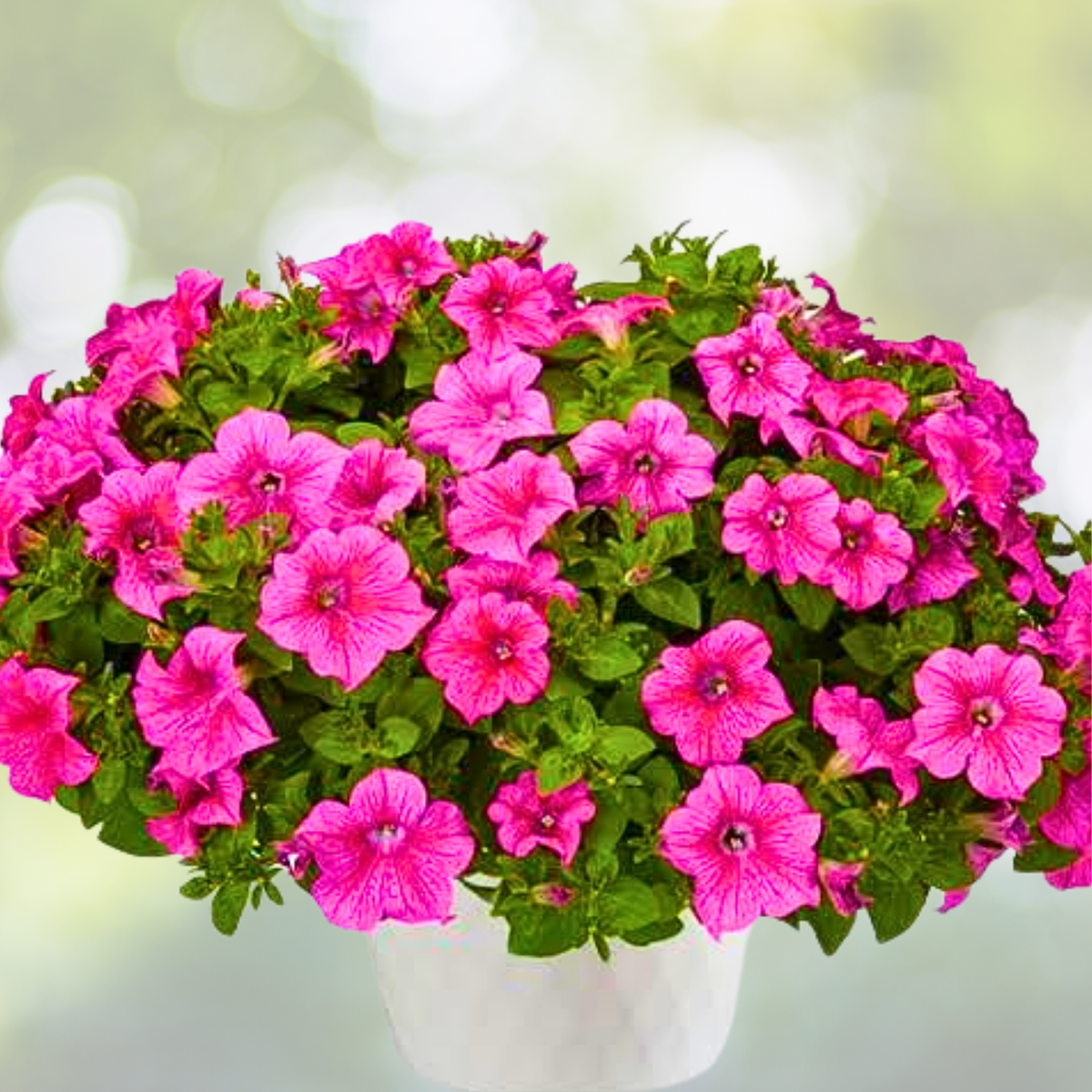 Petunia Seeds 2000 Count Hot Pink Shanin Wild Flower Garden (Petunia) for Spring Planting