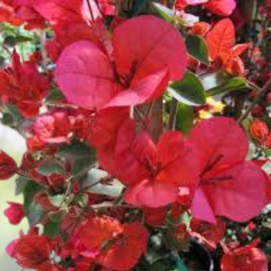 Bougainvillea Plant 5 10 Inch Tall San Diego Variety 4 Inch Pot   Bougainvillea glabra