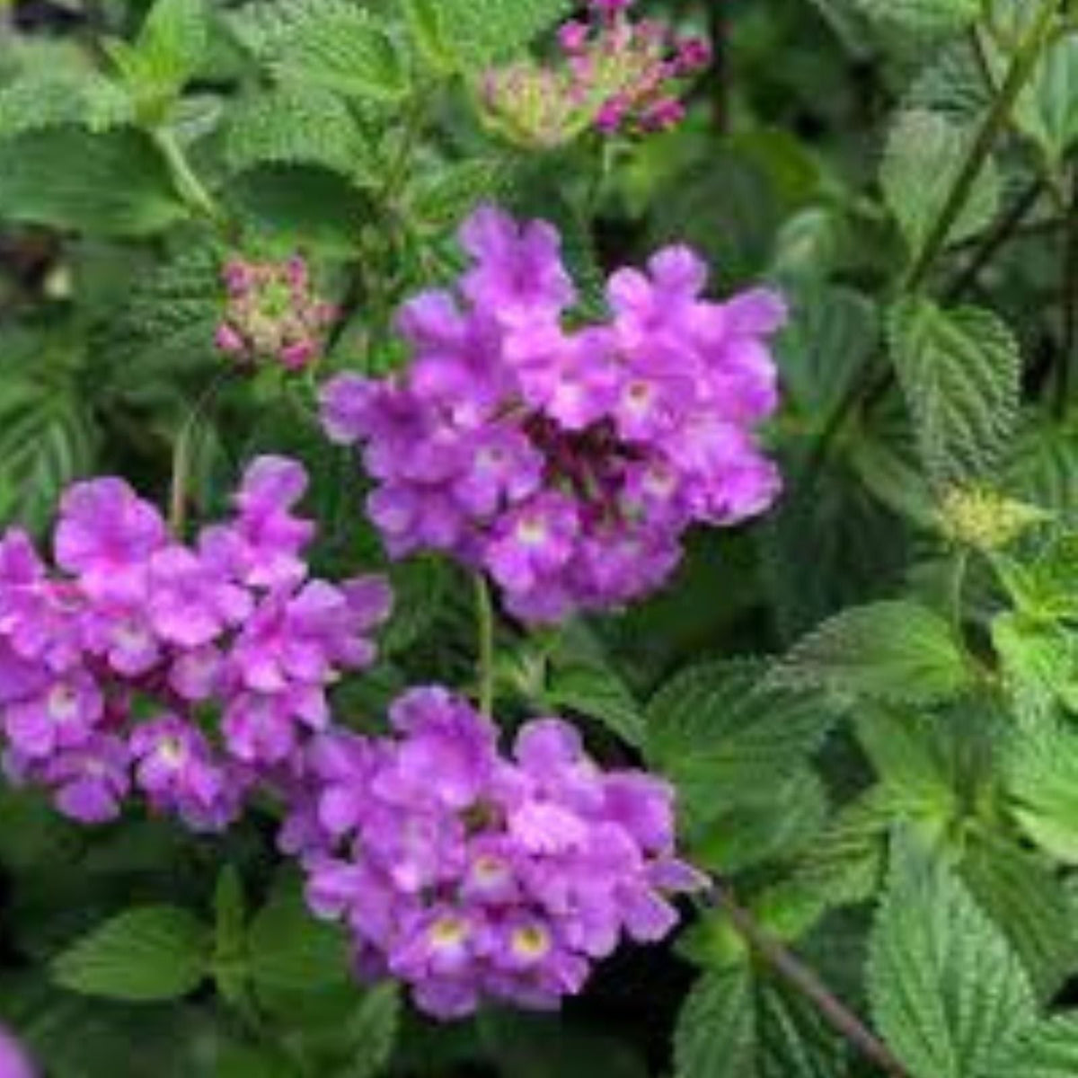Lantana Plants Live Trailing Lavender No Pot Ideal for Outdoor Planting Lantana camara