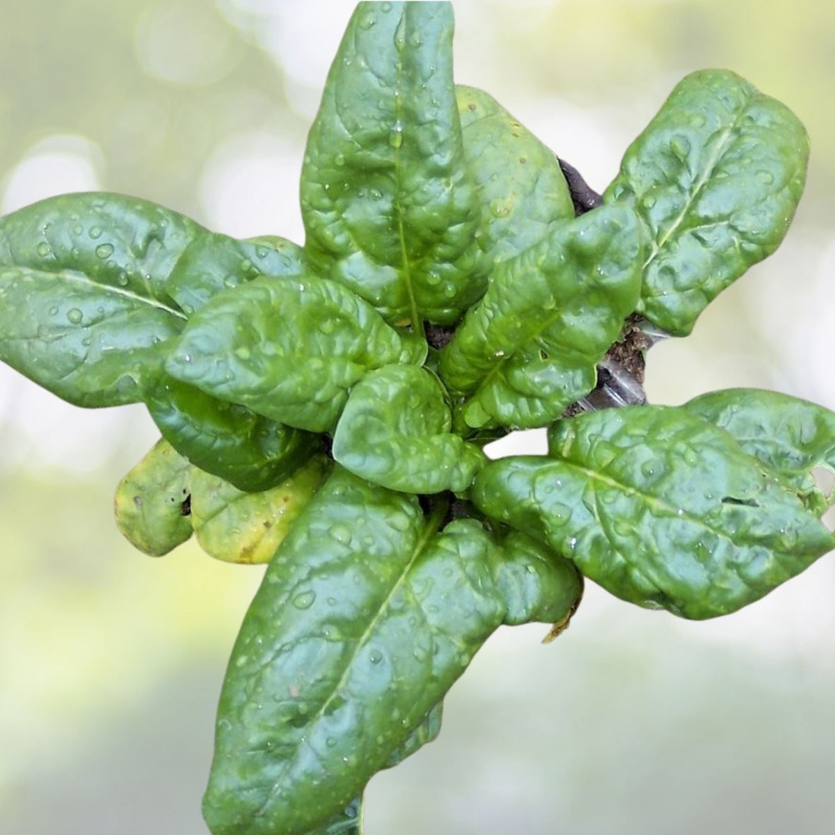 Bloomsdale Long Standing Spinach Seeds | Heirloom NON-GMO | Fresh Garden Seeds | Spinacia oleracea