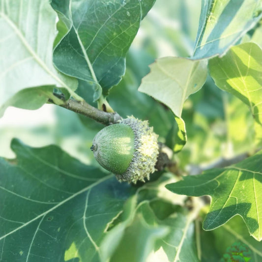 Concordia Oak Tree Bare Root Plant 16 Inches, Quercus X Introgressa, Fast Growing Hybrid, Zone 4-8