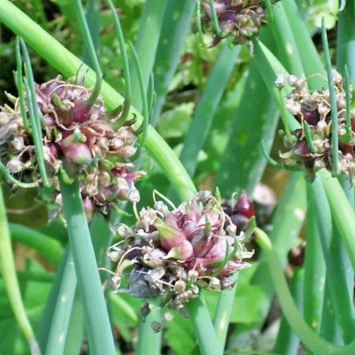 Egyptian Walking Onion 5 Bulbs - Allium x proliferum - Perennial Vegetable - Garden-Ready Top-Set Onion