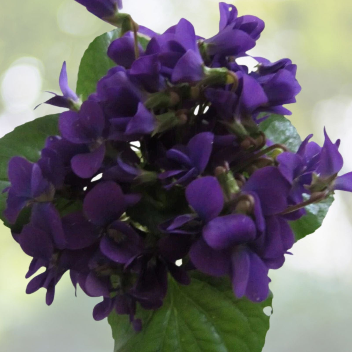 Organic Purple Wild Violet Flower Rhizomes, Viola, 150+ Bareroot Plants for Native Gardens