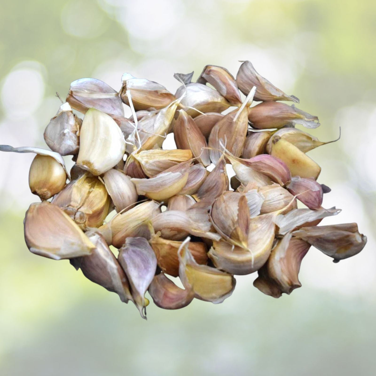Organic Garlic Cloves Seeds for Planting - 21+ Medium Size, Heirloom Variety, Allium sativum