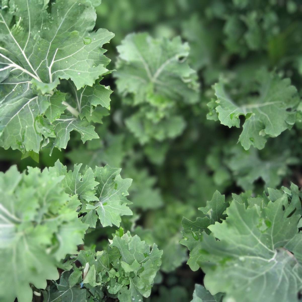 Dwarf Siberian Kale Seeds 500 Count Heirloom Non-GMO Brassica oleracea var. sabellica Healthy Greens