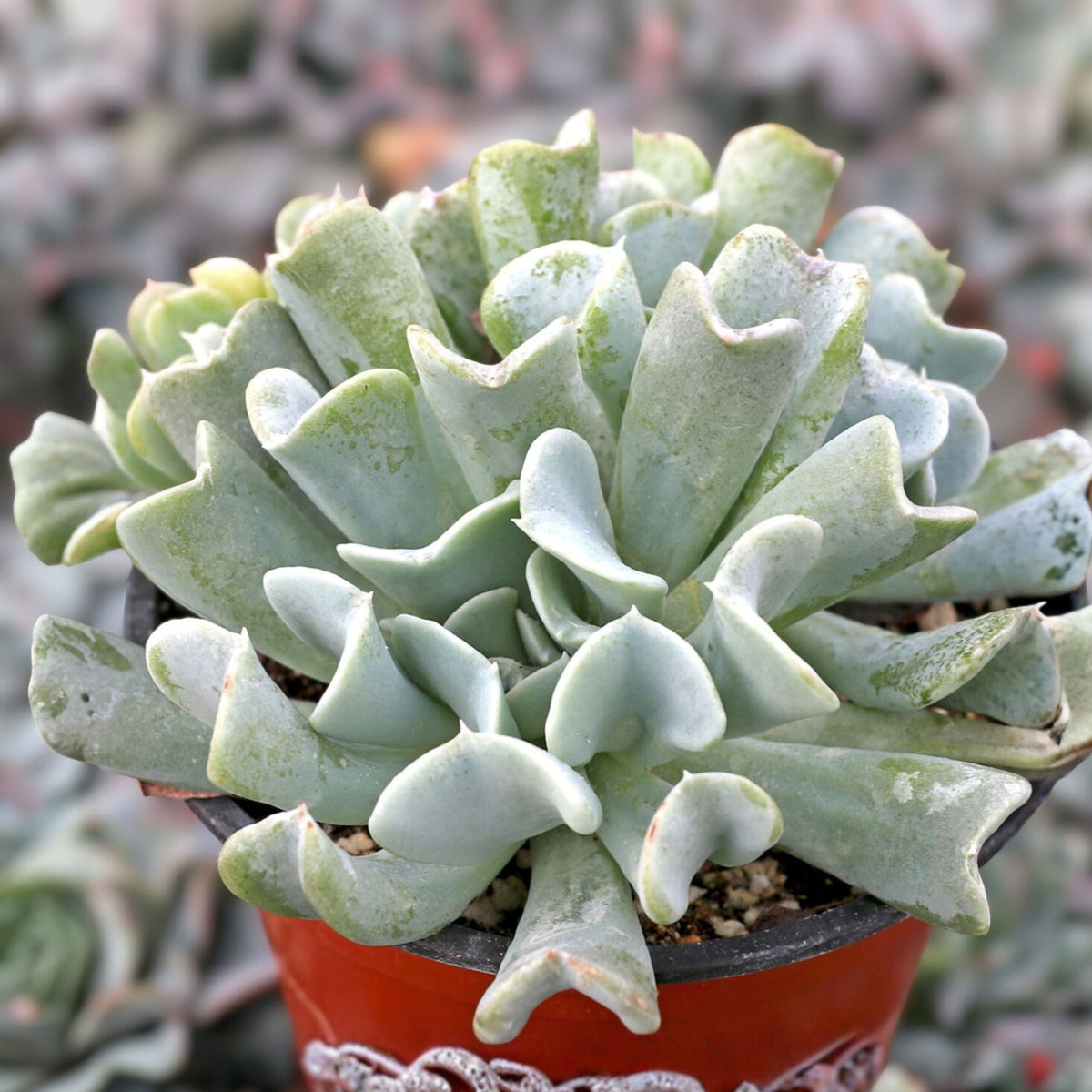 Echeveria Topsy Turvy Succulent 2" Pot | Blue Green Leaves | Easy Care Houseplant | Echeveria runyonii