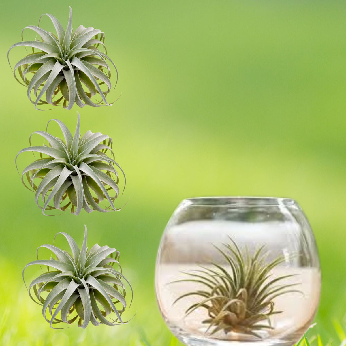 LARGE Live Florida Air Plant Cluster   Organic Tillandsia for Terrarium, Ball Moss   Perfect for Home Decor and Gardening