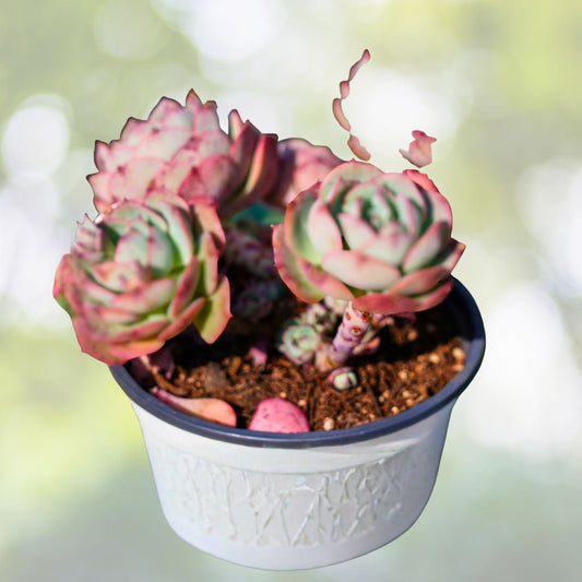 Echeveria Succulent 4" Purple Rosette Echeveria 'Devotion' Easy Care Houseplant