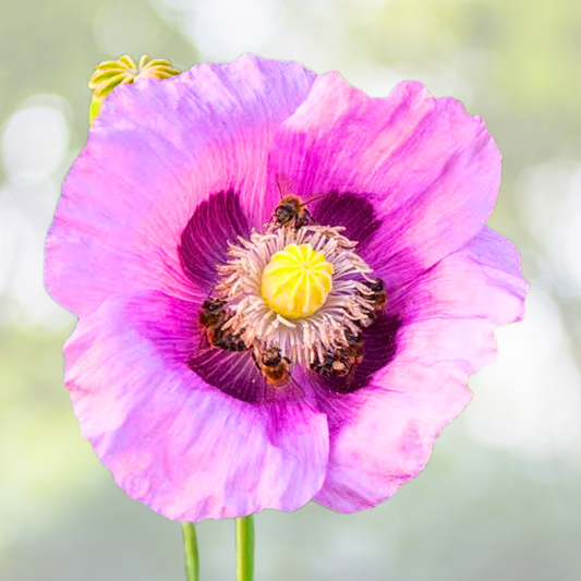 Poppy Seeds Mix - 1000 Non-GMO Seeds in Mixed Colors - Papaver somniferum for Baking
