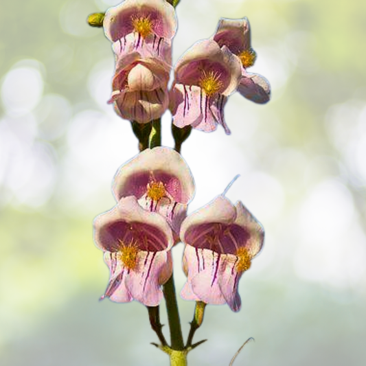 Penstemon Seeds 500 Count - Palmer's Perennial for Hummingbirds & Bees - Non-GMO, USA Grown