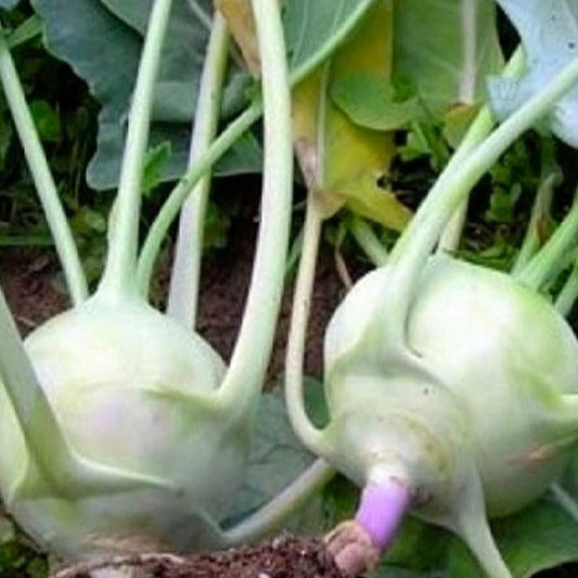 Kohlrabi Seeds 50+ Heirloom Early White Vienna Non-GMO Brassica oleracea Vegetable Seeds
