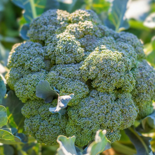 Broccoli Seeds 500 Pack Calabrese Heirloom Non-GMO Brassica oleracea Vegetable Seeds