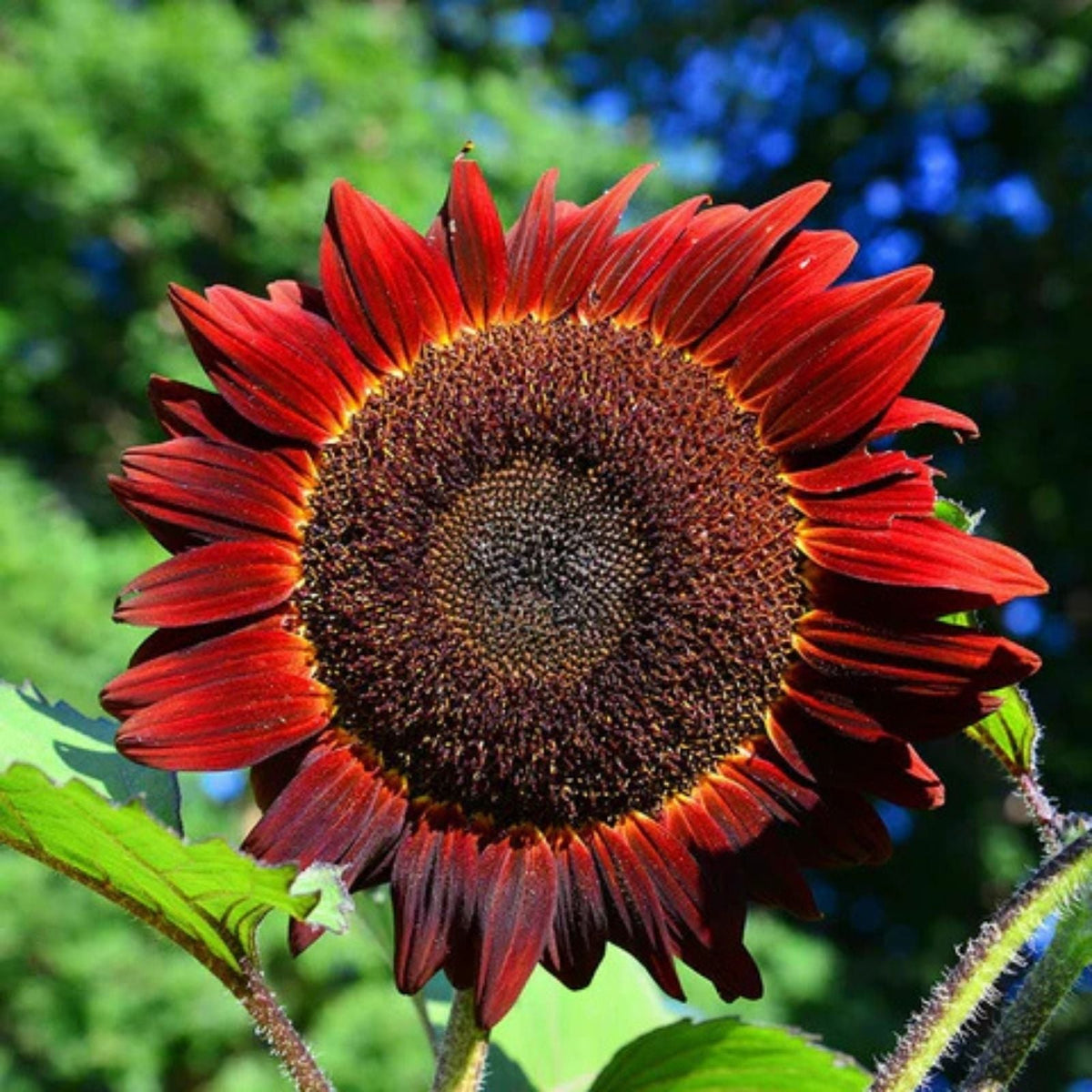 Dwarf Red Giant Sunflower Seeds 20 Pack | Exotic Multi-Head Variety | Helianthus annuus