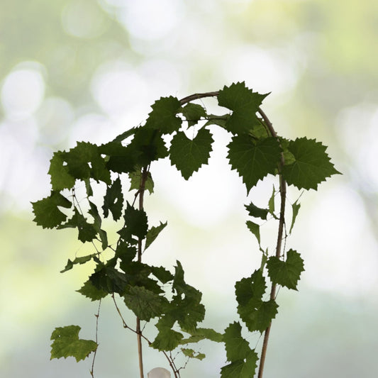 Muscadine Grape Vine Cuttings 10-Pack, Organic Vitis Rotundifolia, Male & Female, Southern Native, Unrooted, Easy Grow