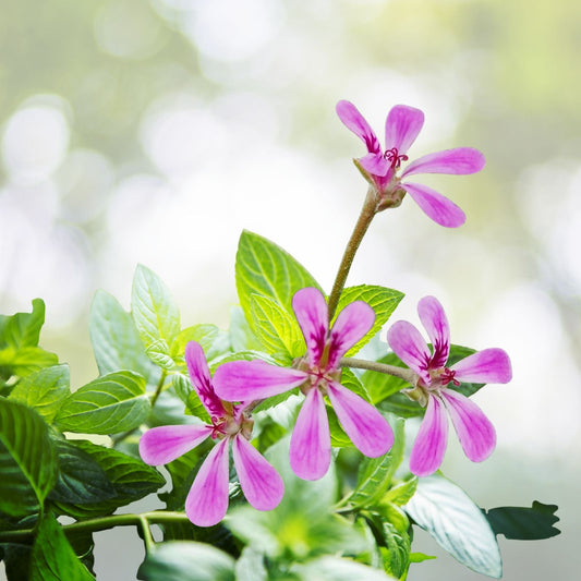 Lavender Pink Pepper Scented Pelargonium Geranium Live Plant Cuttings 3" x 5" - Aromatic Houseplant for Home Decor