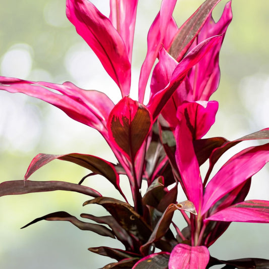 Ti Plant 10” Pot - Cordyline fruticosa ‘Red Sister’ - Tropical Indoor Houseplant with Colorful Foliage - Dracaena Terminalis