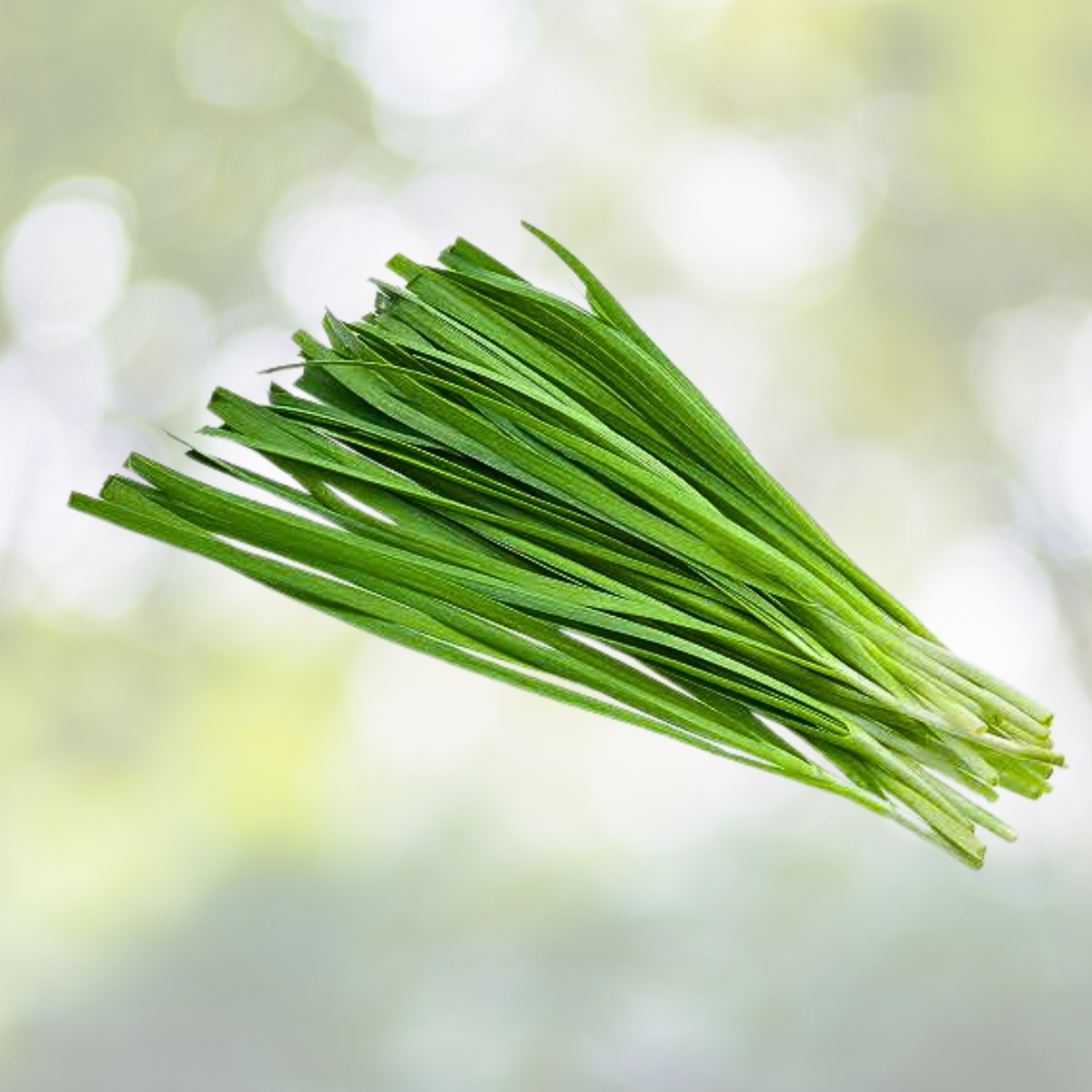 500 Garlic Chive Seeds for Planting, Heirloom Non-GMO Chinese Chives, Allium tuberosum
