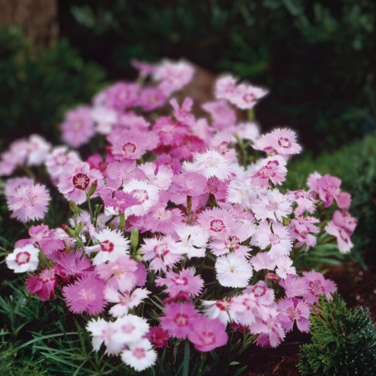 Dianthus Seeds Bulk 500+ Jazzed Up Carnation Variety Annual Flower Seeds Dianthus caryophyllus