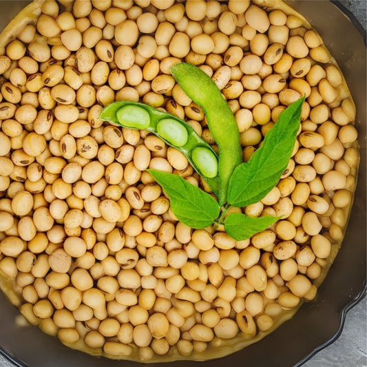 Bulk Vegan Soybeans 22Lbs Gluten Free Non-GMO Salad Sprouts Glycine max Grown in Iowa