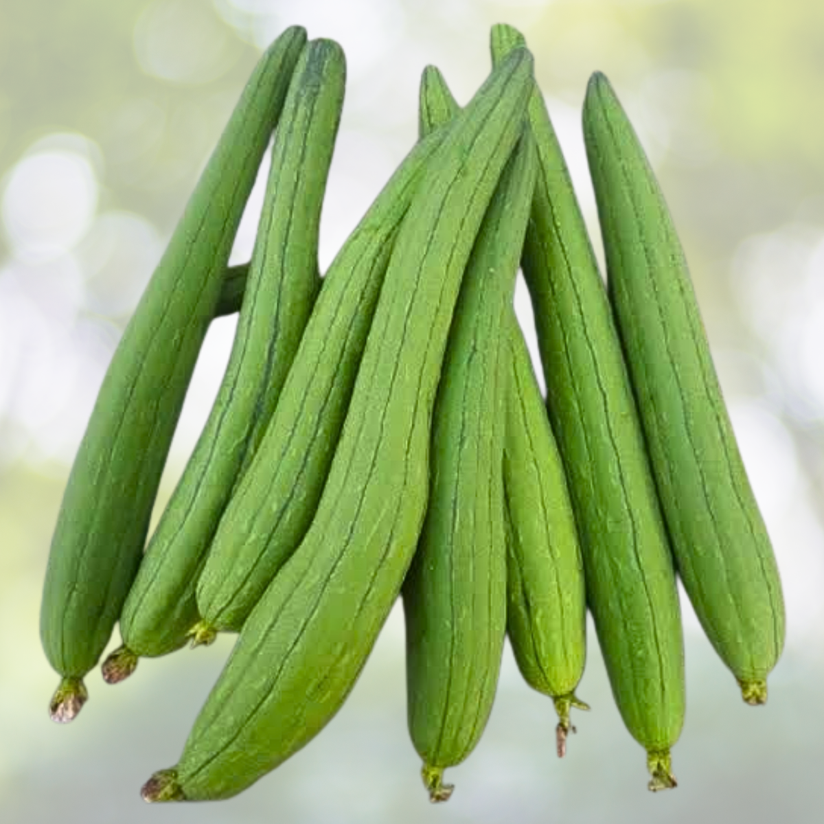 30pcs Super Long Luffa Gourd Seeds - Non-GMO Loofah Sponge Gourd Seeds - Luffa aegyptiaca