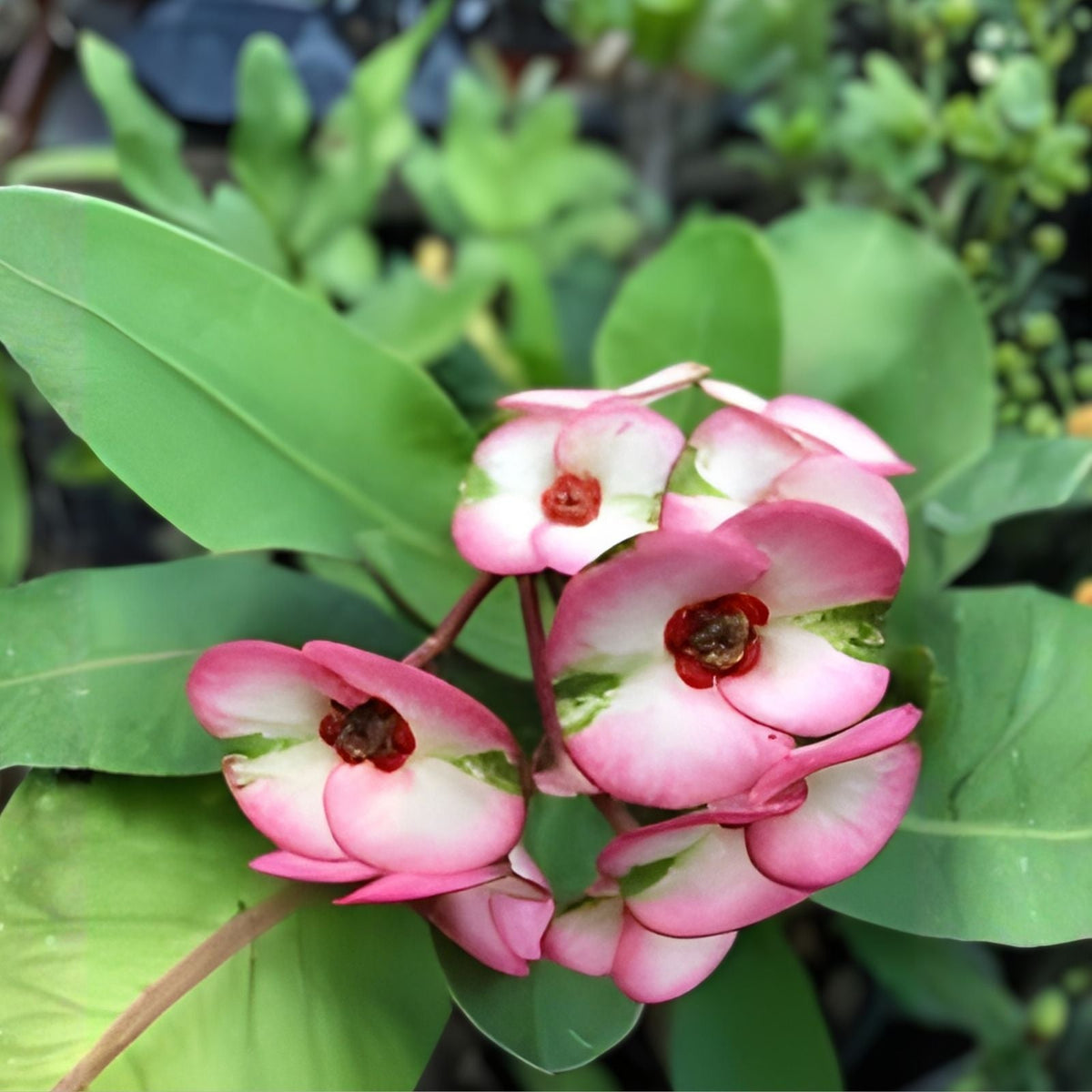 Crown of Thorns Cutting - Cherries Jubilee - Euphorbia milii - Thai Hybrid Rooted Plant for Indoor & Outdoor Decor