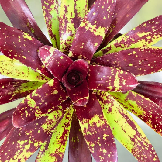 Bromeliad Neoregelia Patches 6" Pot - Burgundy Red Foliage with Green Splotches - Neoregelia spp. for Indoor & Landscape Use