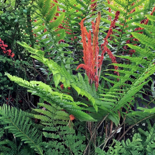Cinnamon Ferns 5-Pack Live Rooted Plants Osmundastrum cinnamomeum Heirloom Southern Alabama Garden Ferns
