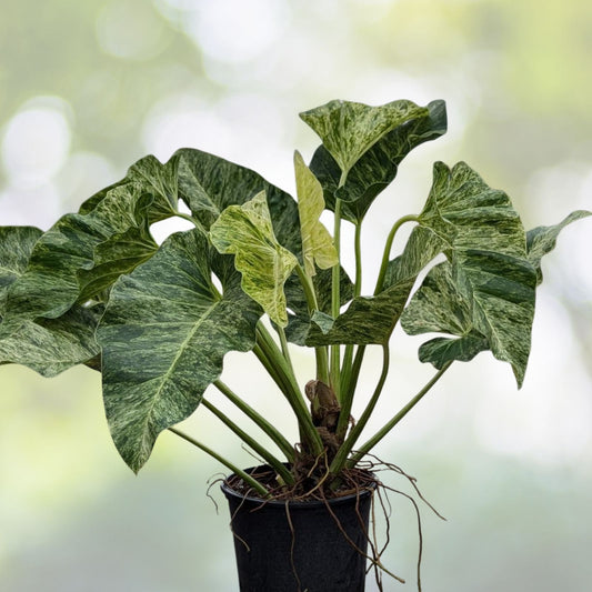 Philodendron Giganteum Plant in 14" Pot - Lush Green Foliage - Ideal for Indoor Gardening - Philodendron giganteum
