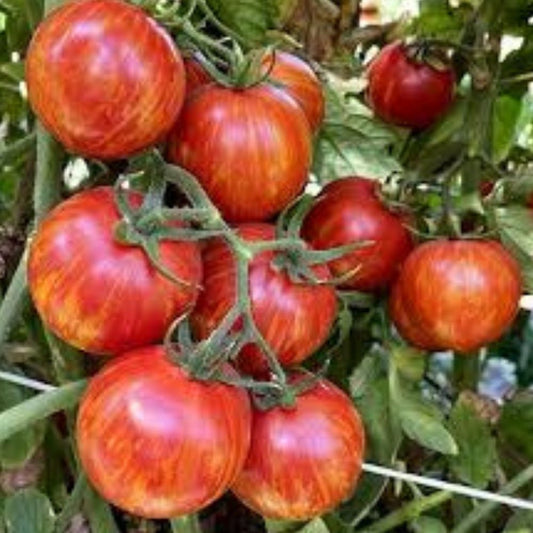 Red Zebra Tomato Seeds 20-Pack Organic Heirloom Variety Lycopersicon esculentum USA Grown
