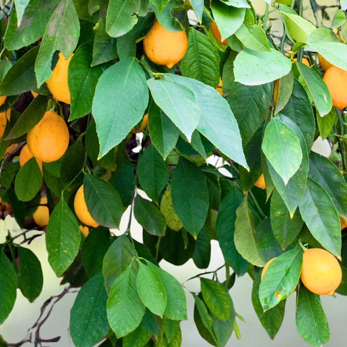 Meyer Lemon Tree Plant 11" 16" Organic Non GMO Citrus limon Indoor/Outdoor Zones 8 11