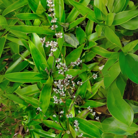 Basket Plant Cutting (1) No Roots - Callisia Fragans - Indoor Houseplant Cutting for Propagation and Decoration