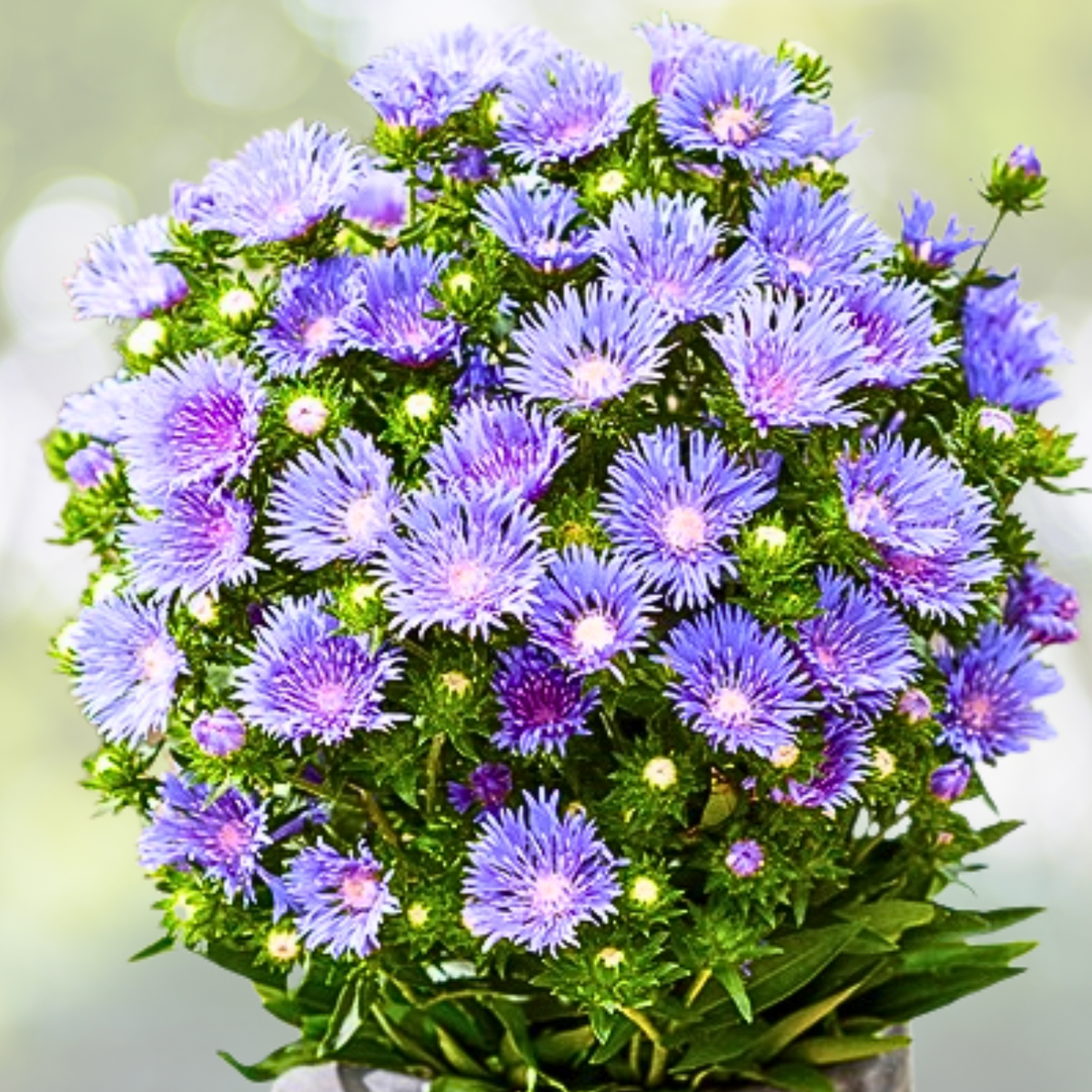Stokesia Starter Plant - Blue Danube Variety - Stokesia laevis
