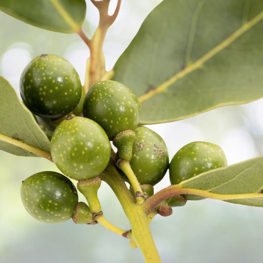 Sweet Bay Laurel Tree Seeds - Pre-Stratified 7 Seeds - Laurus nobilis - 2024 Harvest