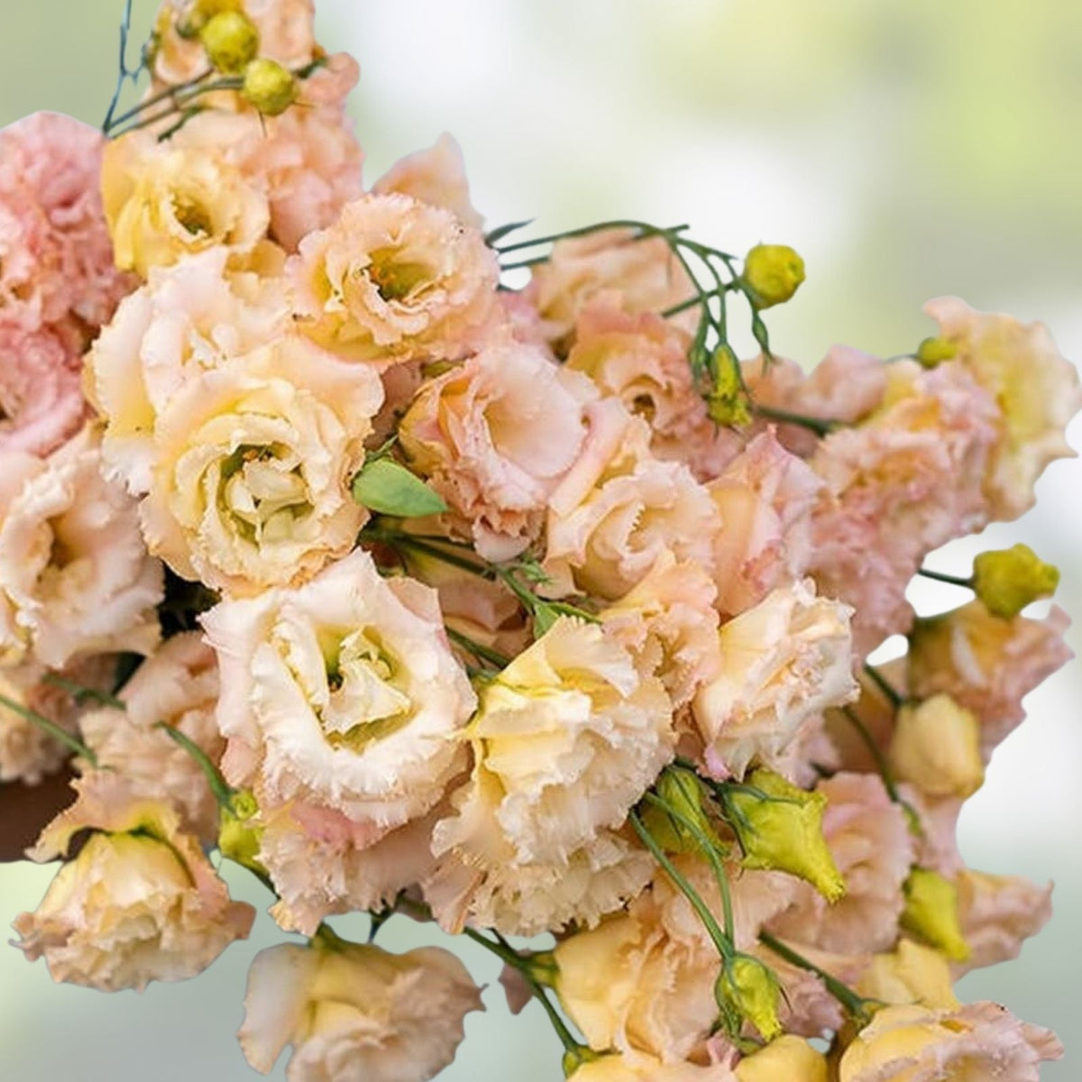 Champagne Lisianthus Flower Seeds - 20 Pelleted Seeds for Planting - Eustoma grandiflorum - Elegant Pink Blooms