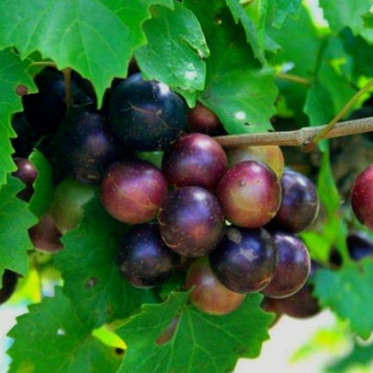 Muscadine Grape Plant Cuttings 5 Male + 5 Female Vines, Southern Native Wild Fruit Vitis rotundifolia