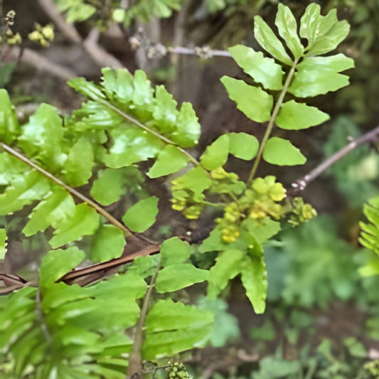 Fresh Sansho Cuttings - 6 Japanese Pepper Tree Cuttings - Zanthoxylum piperitum - Culinary Herb for Flavorful Dishes
