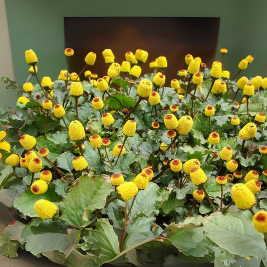 Toothache Plant Seeds - 220+ Electric Daisy Seeds - Acmella Oleracea for Planting