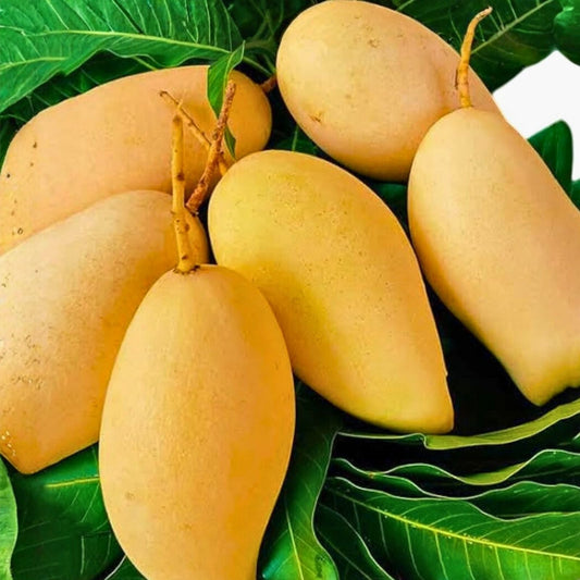 Nam Dok Mai Mango Seeds - 3 Pack - Rare Super Sweet Juicy Variety - Mangifera indica