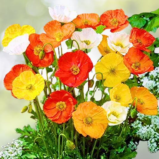 Poppy Seeds Mix - 2000 Non-GMO Oriental Red Perennial Papaver Seeds for Landscapers and Gardeners
