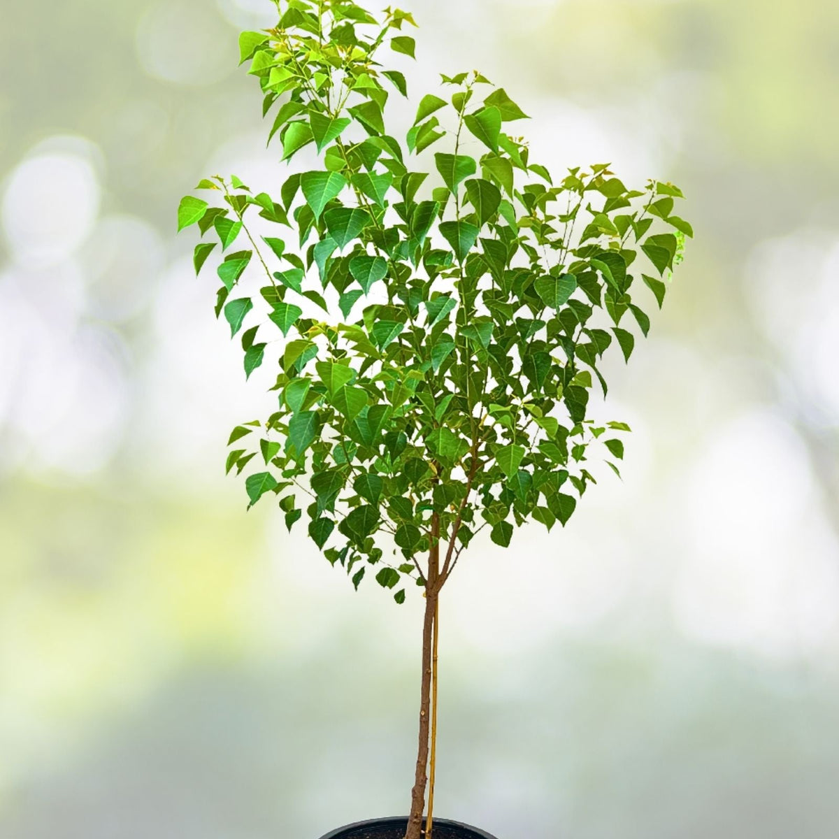 Chinese Tallow Tree Live Plant 1-2ft Bare Root Triadica Sebifera Ornamental Shade Tree Vibrant Fall Colors