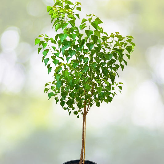 Chinese Tallow Tree Live Plant 1-2ft Bare Root Triadica Sebifera Ornamental Shade Tree Vibrant Fall Colors