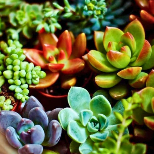 Assorted Succulent Cuttings Set of 20 Varieties | Colorful Healthy Succulents for Planting and Home Decor