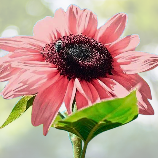 50pcs Non-GMO Pink Sunflower Seeds for Planting - High Germination Rate, Helianthus annuus