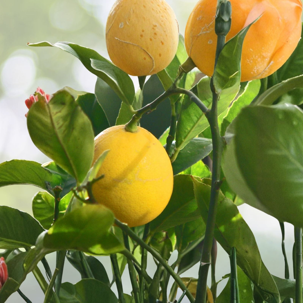 Meyer Lemon Seeds   Mixed Sizes   Citrus Fruit Tree   Citrus × meyeri   Zones 8 11   Juicy, Sweet, Tart Flavor   Indoor/Outdoor