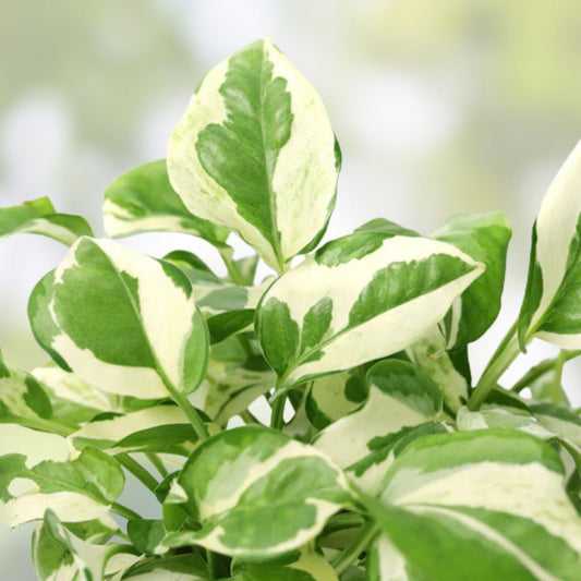 N'Joy Pothos Cuttings - 3 Unrooted Live House Plant Clippings - Epipremnum aureum Variegated Green and White